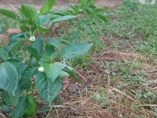 Vendemos pimiento verde recién cosechado.