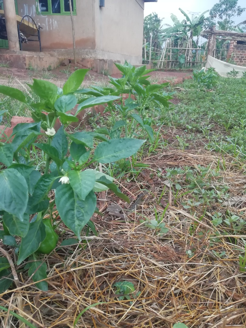 Vendemos pimiento verde recién cosechado