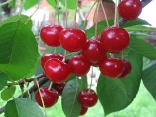 ¡Estoy vendiendo cerezas! ¡Apto para compota, mermelada o tarta!