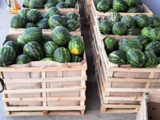Vender sandía de productos de calidad de Albania... Estoy