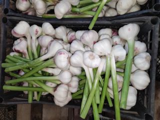 Venderé ajo de invierno de la variedad española Lubasz.