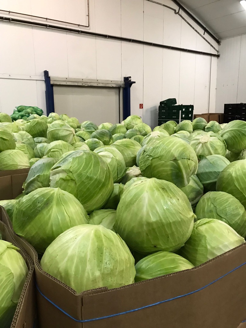 Ofrecemos a la venta mostaza blanca de origen ucraniano