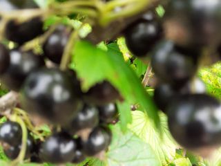 Buenos días, vendo grosellas negras recolectadas a mano. No