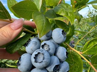 Hola, tenemos una gran cantidad de Arándanos, si estás