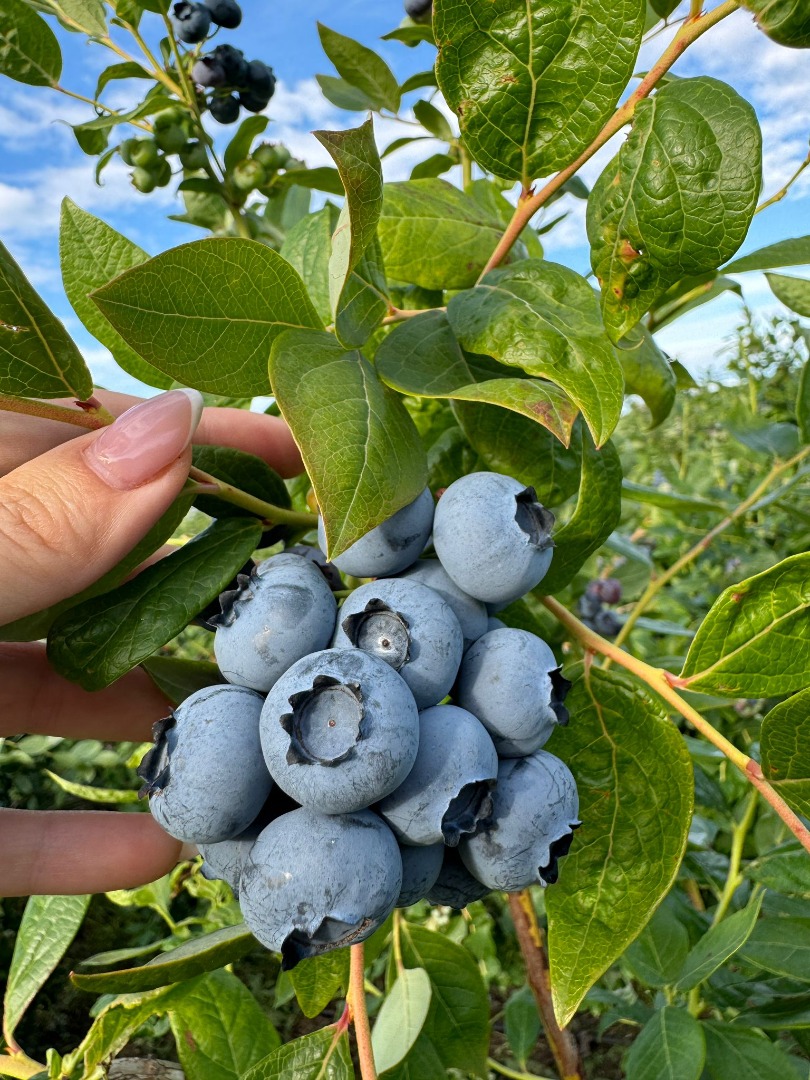 Hola, tenemos una gran cantidad de Arándanos, si estás interesado por favor contáctanos