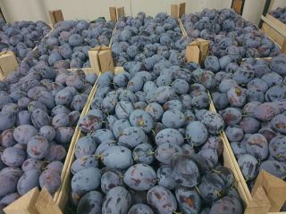 Los frutos de ciruela son grandes, hermosos y de