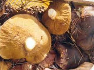 Vendemos de cosecha propia setas silvestres tipo: Boletus secos