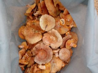 Vendemos de cosecha propia setas silvestres tipo: Boletus secos