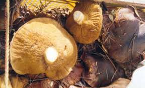 Vendemos de cosecha propia setas silvestres tipo: Boletus secos y salmuerados / Lactarius Deliciosus Salmuerados / Morchella seco