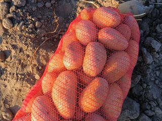 Venta de 16 toneladas de patatas Carrera. Mârșani, condado