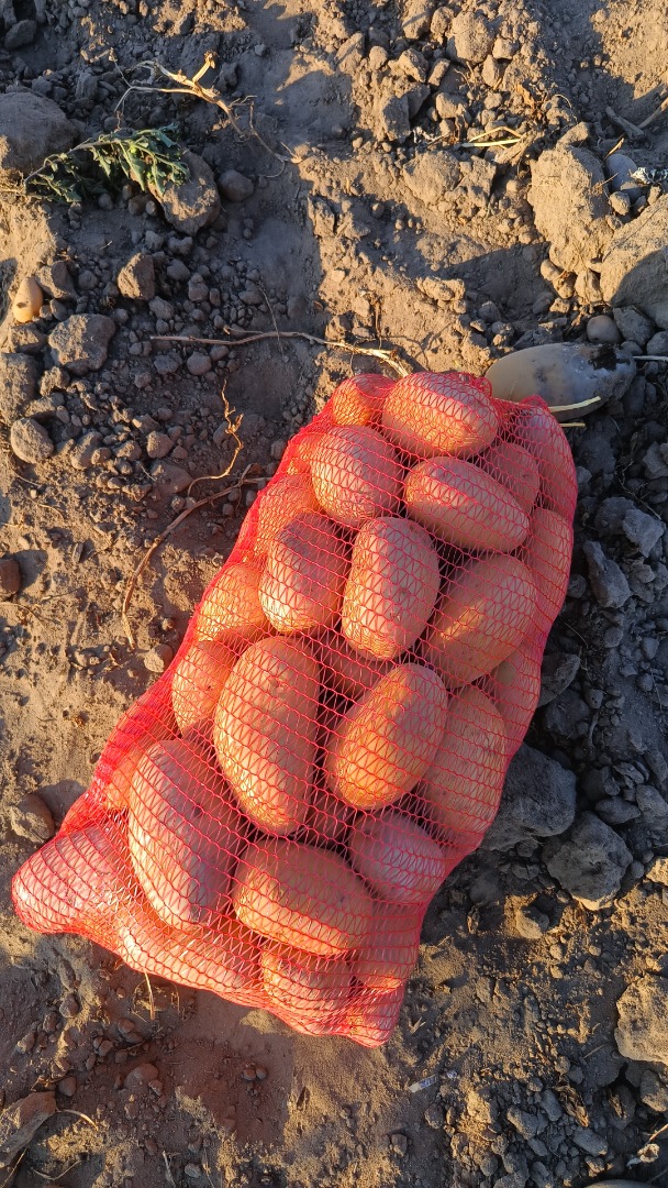 Venta de 16 toneladas de patatas Carrera