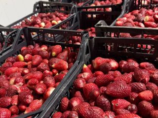 Tenemos disponibles 60 toneladas de fresas para la venta,