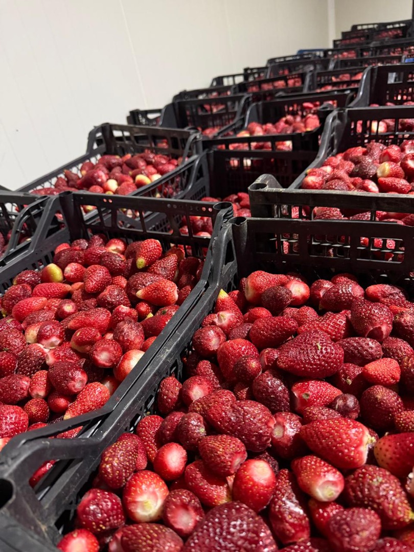 Tenemos disponibles 60 toneladas de fresas para la venta, contáctenos al +[número de teléfono]