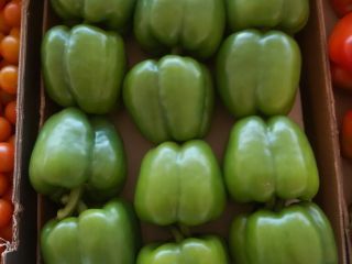Pimientos california de Marruecos