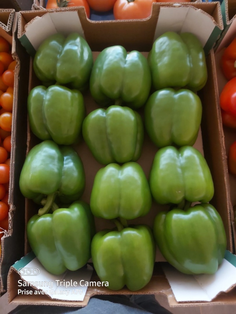 Pimientos california de Marruecos