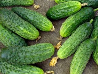 Pepinillos cultivados en el campo, de varios tamaños, desde