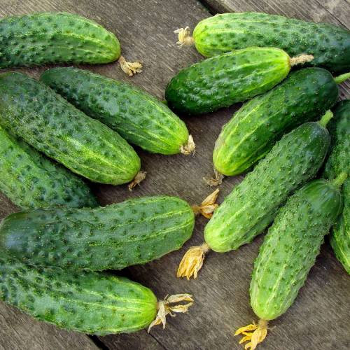 Pepinillos cultivados en el campo, de varios tamaños, desde 3 cm hasta 10 cm, empaquetados según los requisitos del comprador