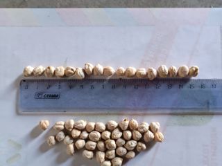 Vendo cebollas nuevas de 2024, cantidad: 2000 toneladas, productor: