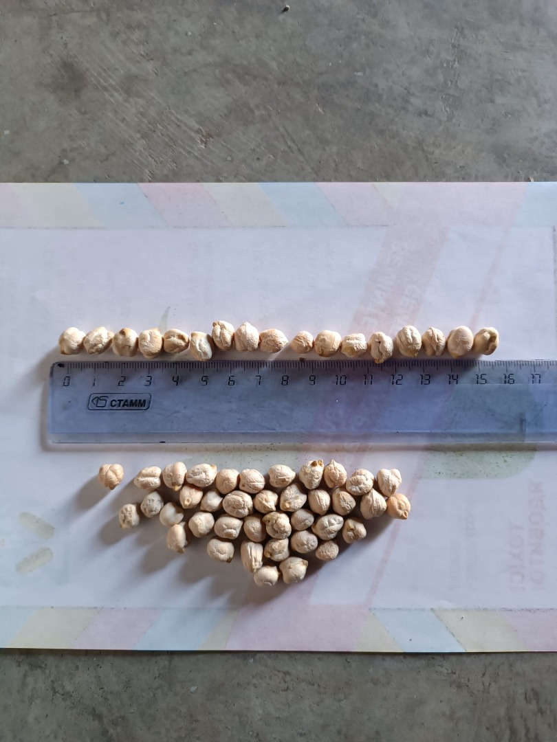 Vendo cebollas nuevas de 2024, cantidad: 2000 toneladas, productor: República de Moldavia, precio: 0,26 €/kg