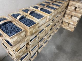 Arándano envasado de 3 kg en cajas de madera.