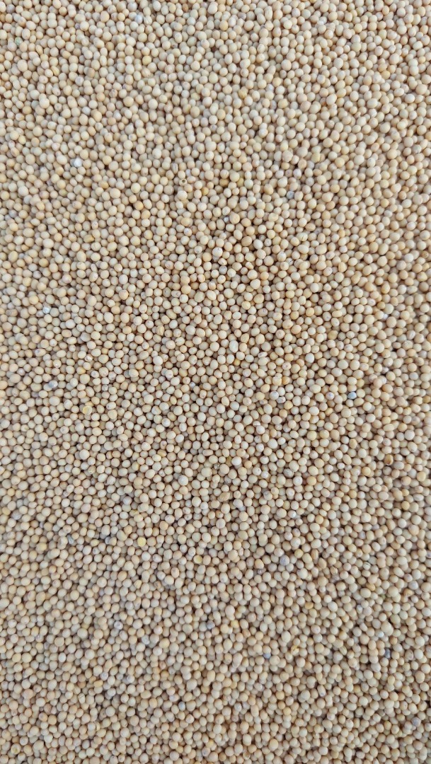 Buenos días, la empresa Semtorg tiene mostaza blanca de 22 t a la venta