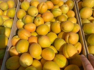SRL "DALEXGRUP COM" vende albaricoques frescos, piña y variedades