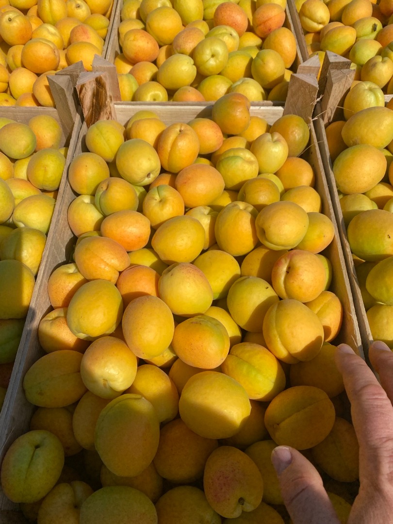 SRL "DALEXGRUP COM" vende albaricoques frescos, piña y variedades de Kioto