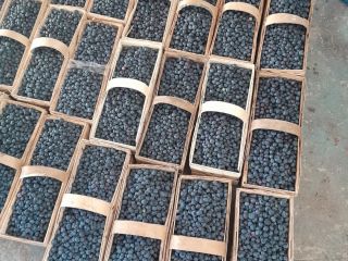 Hola, tengo a la venta arándanos Duke y Earlyblue.