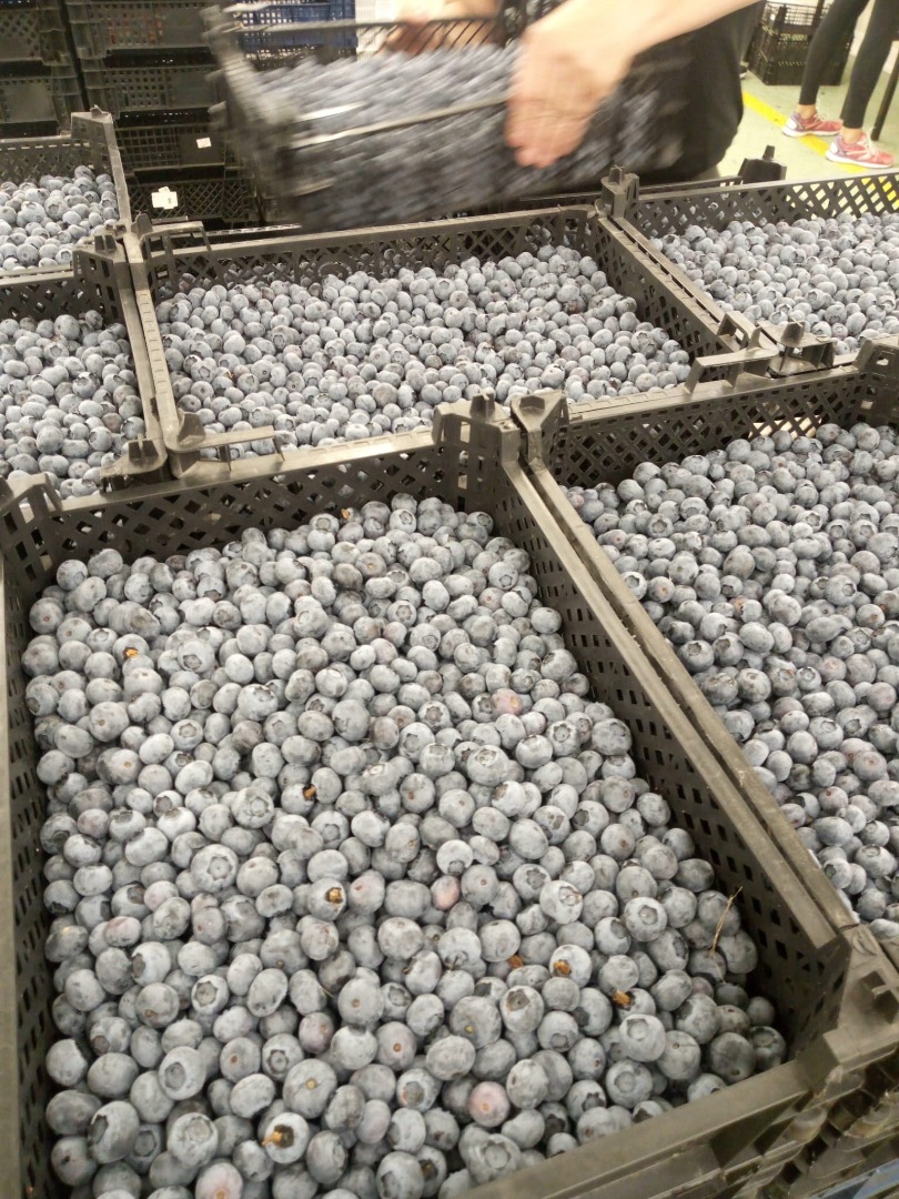 Hola, tengo arándanos en mayor cantidad, 20 toneladas por día