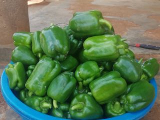 Vendemos pimiento verde fresco. Si está interesado, no dude