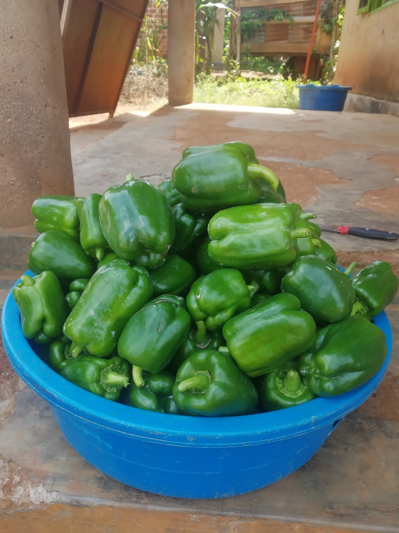 Vendemos pimiento verde fresco
