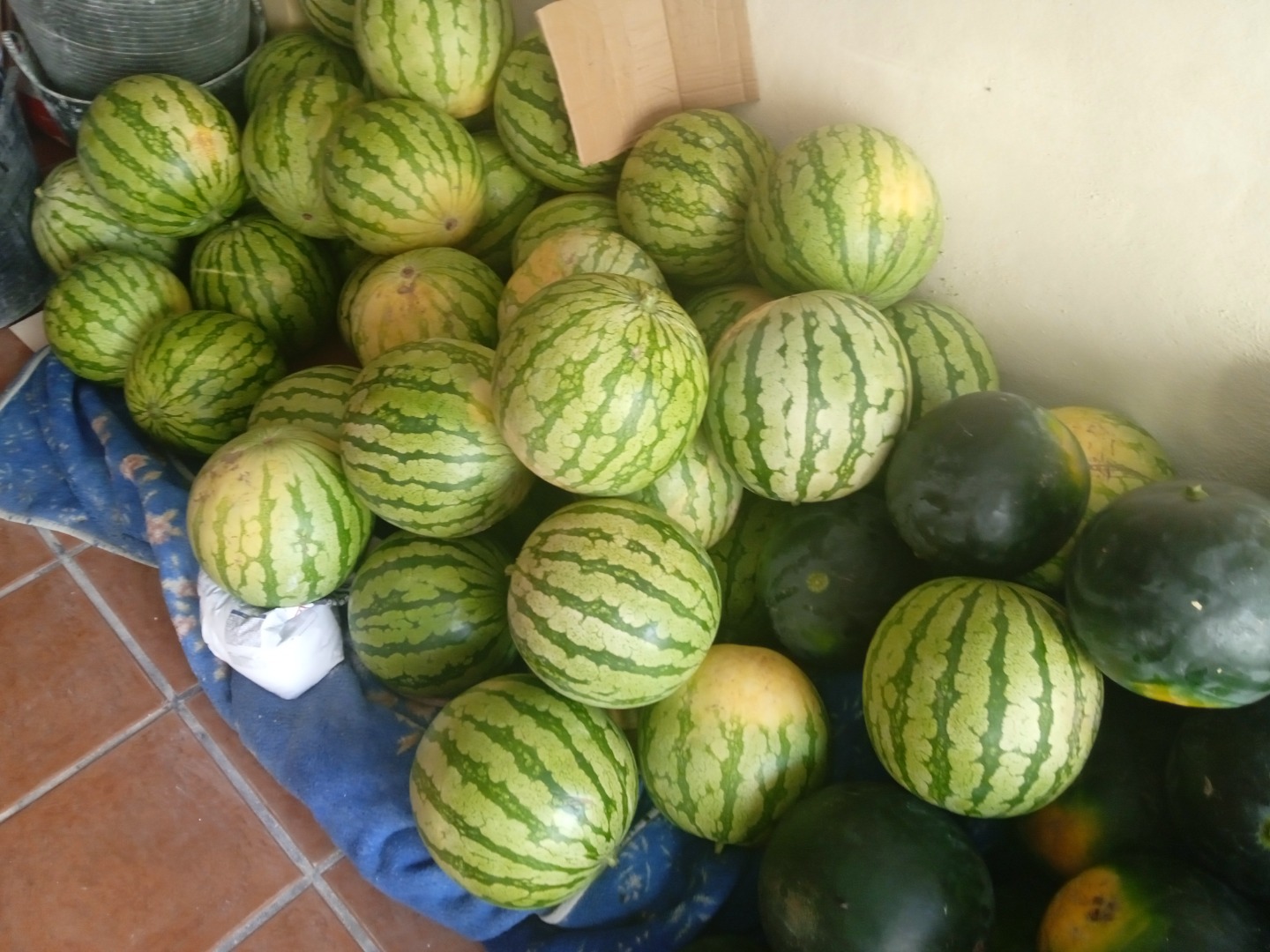 Se vende cosecha de sandía por kg o por piezas