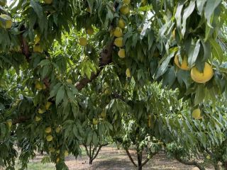 Melocotones directamente de Grecia (cerca del Monte Olimpo) a