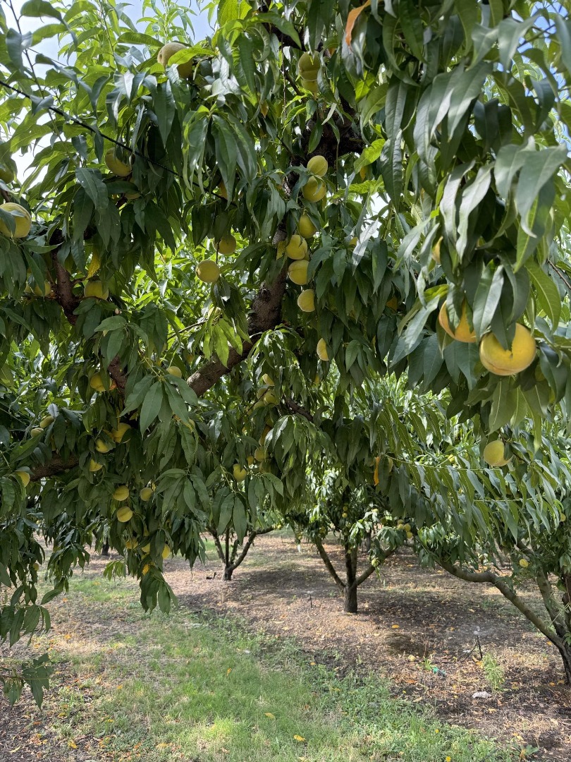 Melocotones directamente de Grecia (cerca del Monte Olimpo) a la venta sin intermediarios