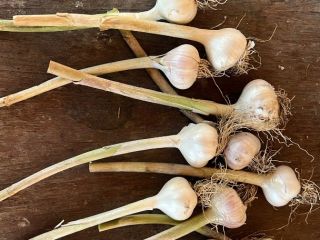 Vendo ajo rumano, producción propia. Garantizo la calidad. Precio