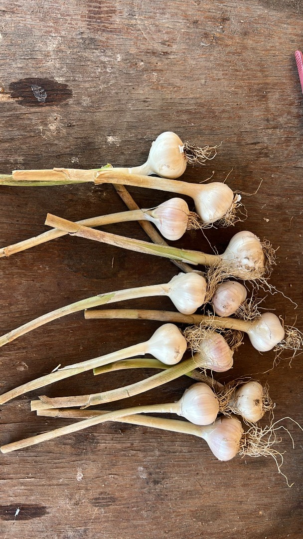 Vendo ajo rumano, producción propia