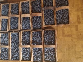 Venderé arándanos de mi pequeña plantación en cajas de