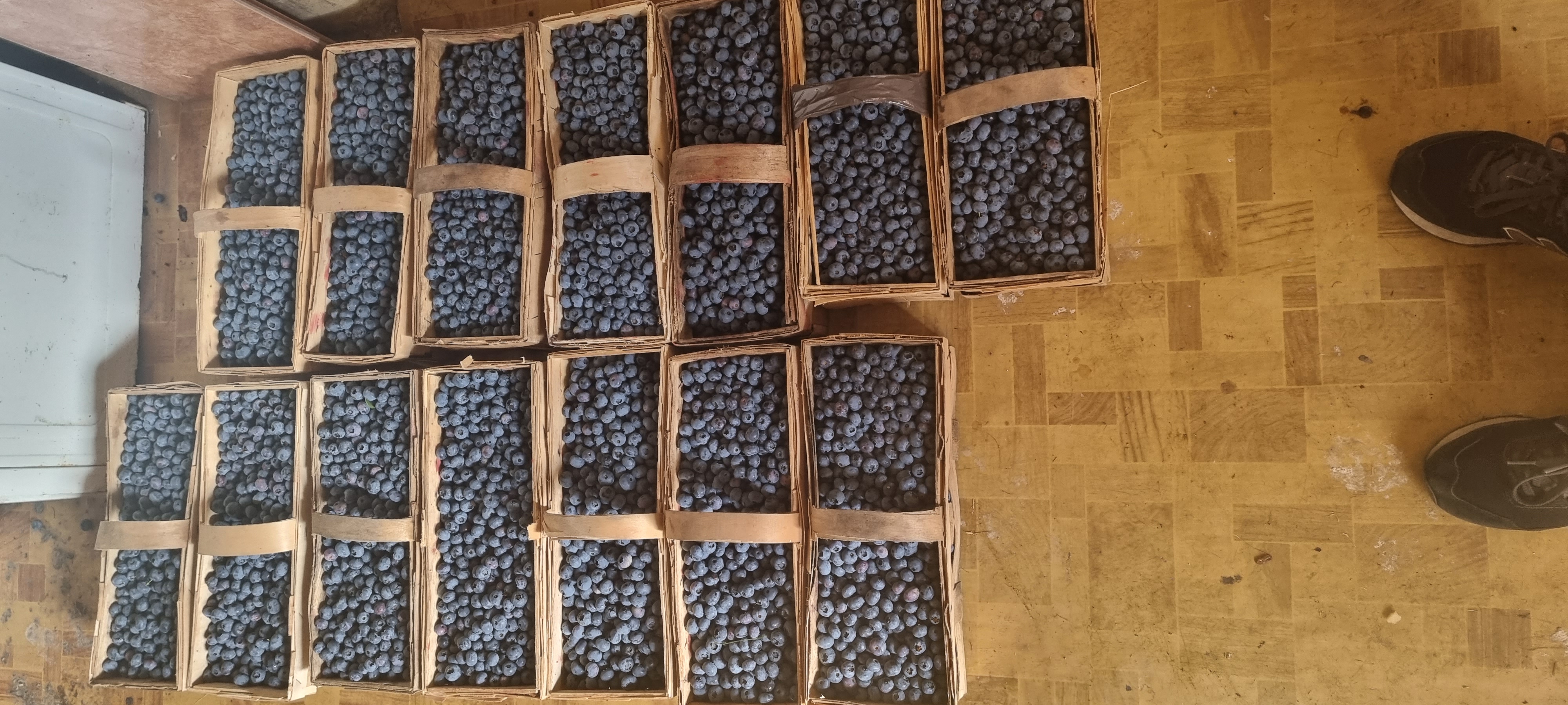 Venderé arándanos de mi pequeña plantación en cajas de 3 kg o en envases de 250 g