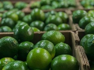 Hola y bienvenido. Ofrezco limas colombianas frescas calibre 48