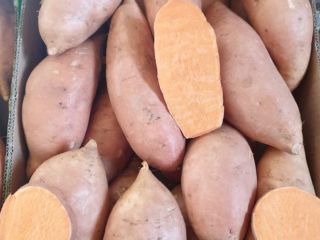 Batatas dulces en caja de cartón de 6 kg,