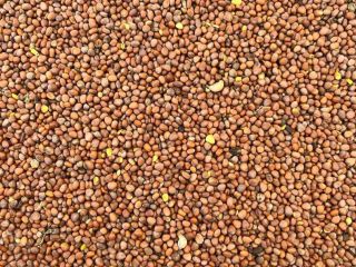 Pureza de las semillas de rábano aceitero: 99%, germinación