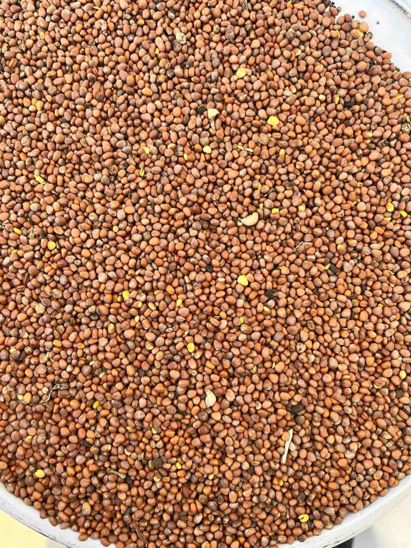 Pureza de las semillas de rábano aceitero: 99%, germinación mín.: 85%