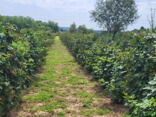 Las moras estarán disponibles a partir del 15 de