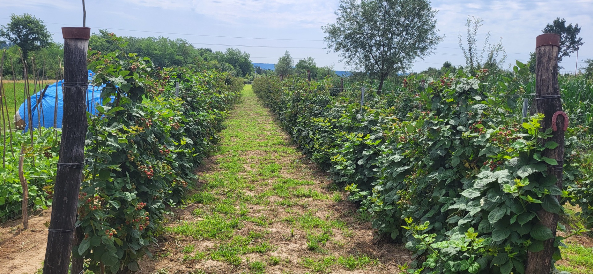 Las moras estarán disponibles a partir del 15 de julio