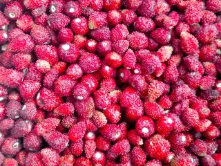 Venta de fresas silvestres congeladas. País de origen: Polonia.