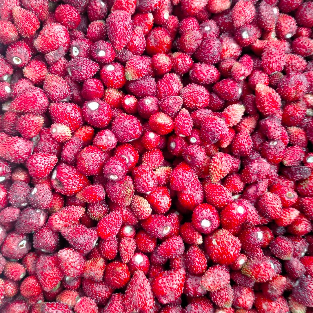 Venta de fresas silvestres congeladas