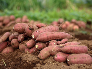 Podemos conseguirle las mejores batatas en cualquier cantidad que