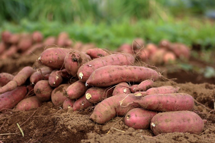 Podemos conseguirle las mejores batatas en cualquier cantidad que desee, a partir de 300 kg y más