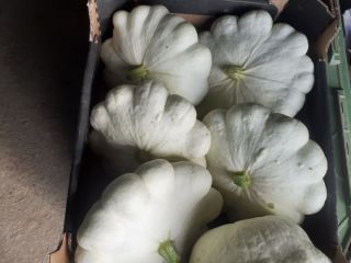 Tengo una calabaza blanca en venta.