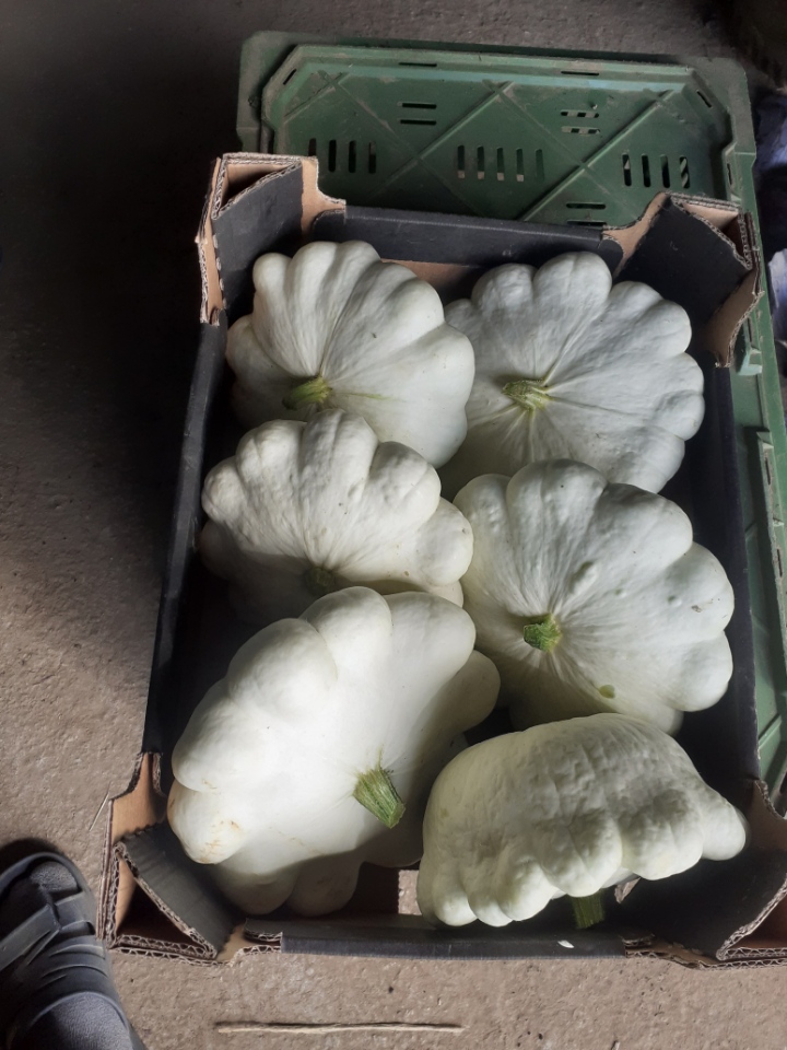 Tengo una calabaza blanca en venta